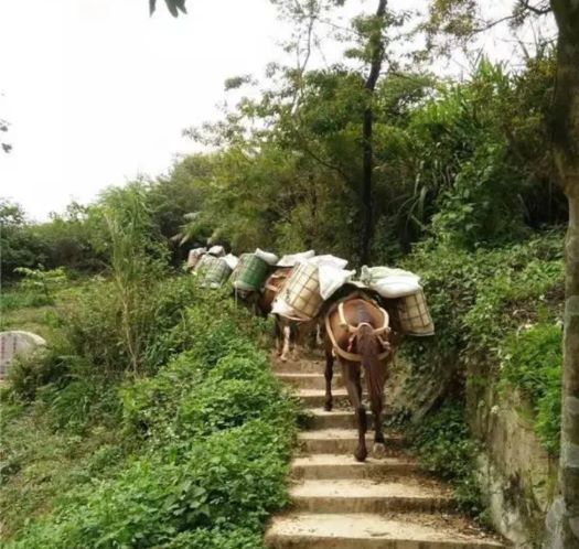 青岛山区马帮运输