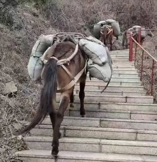青岛骡马运输