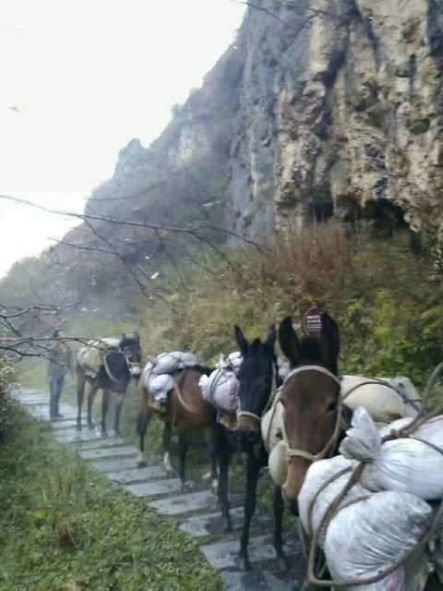 青岛骡子运输队